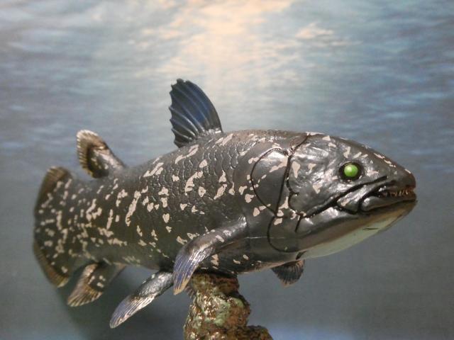 Coelacanthシーラカンス SWIM STANCE CHANGE 2枚 Favorite | Coelacanth Soft Model | Collectible Ancient Fish